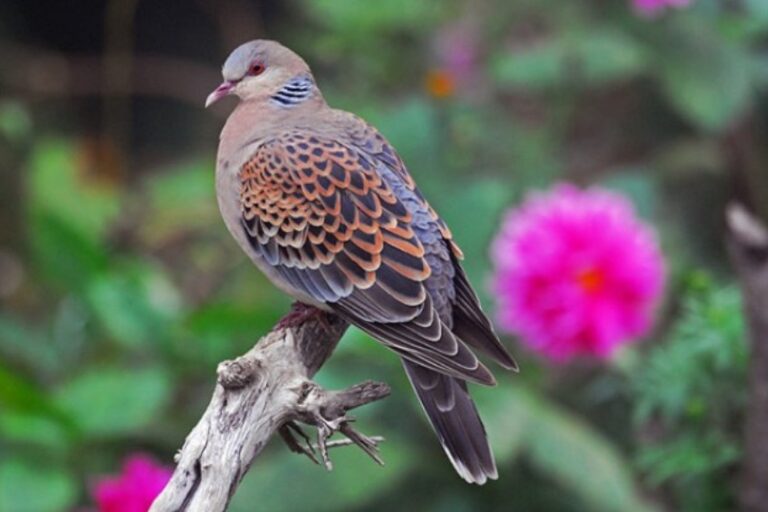 Online promítání dokumentárního filmu Ruské geografické společnosti „Hrdlička...